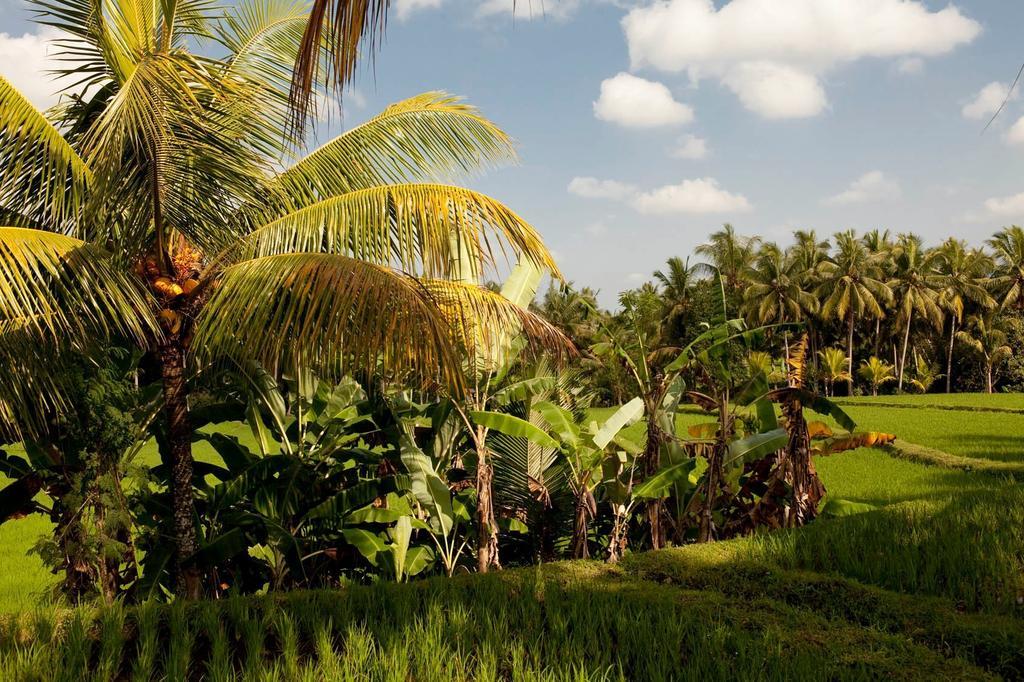 Puri Bebengan Bungalows Ubud Dış mekan fotoğraf